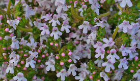 Thymus vulgaris